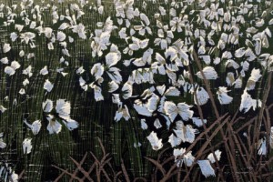Siemen Dijkstra , NOW HERE, Eriophorum angustifolium (Veenpluis)