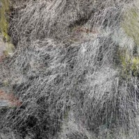 Reinoud van Vught, Zonder titel