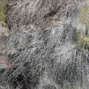 Reinoud van Vught, Zonder titel