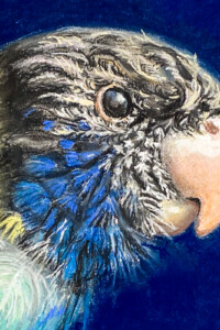 Jacobien de Rooij, Parkiet, A4 formaat