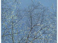 Grietje Postma 3, geïnspireerd op Van Gogh's bloesem