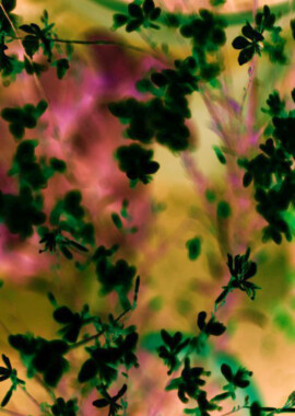 Pascale Leenders, Shimmering thoughts’