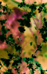 Pascale Leenders, Shimmering thoughts’