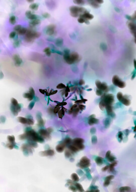 Pascale Leenders, Shimmering thoughts’