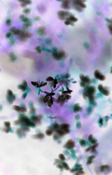 Pascale Leenders, Magical Surrounder 2